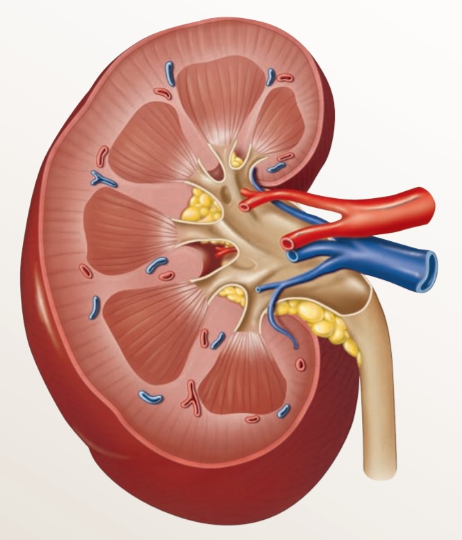 Анатомия и эхоанатомия органов мочевыделительной системы (почки, мочеточники).